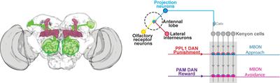 The Making of Long-Lasting Memories: A Fruit Fly Perspective